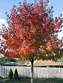 LIQUIDAMBAR STYRACIFLUA