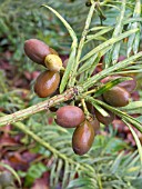 CEPHALOTAXUS HARRINGTONIA,  JAPANESE PLUM YEW