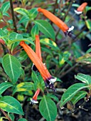 CUPHEA IGNEA VARIEGATA,  TENDER BEDDING PLANT