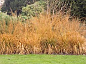 DESCHAMPSIA CESPITOSA GOLDSCHLEIER,  PERENNIAL WAVY HAIR GRASS