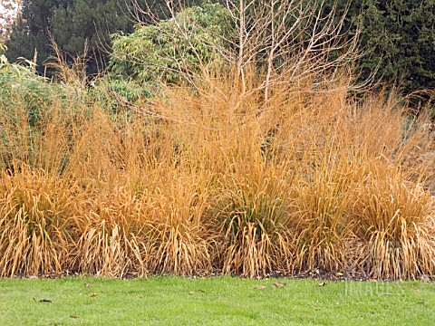 DESCHAMPSIA_CESPITOSA_GOLDSCHLEIER__PERENNIAL_WAVY_HAIR_GRASS