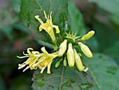 DIERVILLA SESSILIFOLIA,  SOUTHERN HONEY BUSH HONEYSUCKLE