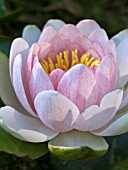 NYMPHAEA MARLIACEA ROSEA,  WATER LILY