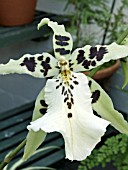 ODONTOGLOSSUM HYBRID,  DURHAM PRIDE LYOTH ALBA X LYOTH SNOWCAT,  TENDER ORCHID