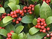 SKIMMIA JAPONICA