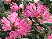 RHODODENDRON RACEMOSUM