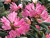 RHODODENDRON RACEMOSUM