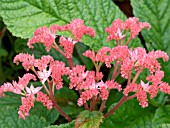 RODGERSIA PINNATA,  WATERSIDE PERENNIAL