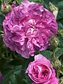 ROSA BELLE DE CRECY,  GALLICA ROSE