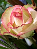 ROSA CEZANNE,  HYBRID TEA,   CUT FLOWER ROSE