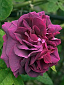 ROSA GLOIRE DE DUCHER,  HYBRID PERPETUAL ROSE