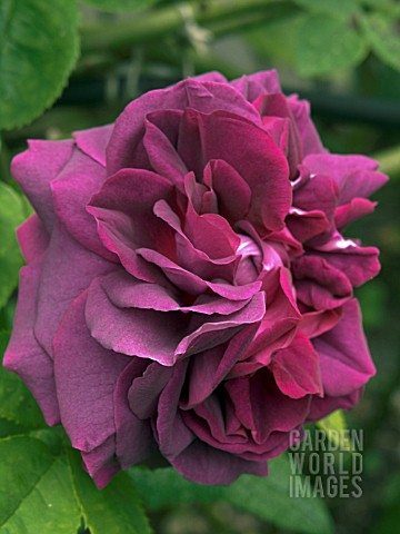 ROSA_GLOIRE_DE_DUCHER__HYBRID_PERPETUAL_ROSE