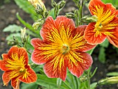 SALPIGLOSSIS CASINO