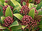 SKIMMIA JAPONICA