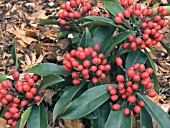 SKIMMIA REEVESIANA,   AUTUMN BERRIES