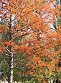 TAXODIUM DISTICHUM,  SWAMP CYPRESS,  DECIDUOUS CONIFER