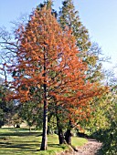 TAXODIUM DISTICHUM,  SWAMP CYPRESS,  METASEQUOIA BEHIND,  DECIDUOUS CONIFERS