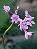 TULBAGHIA VIOLACEA