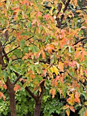 ACER GRISEUM,  PAPERBARK MAPLE,  AUTUMN COLOUR