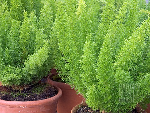 ASPARAGUS_DENSIFLORUS_MYERSII__FOXTAIL_FERN