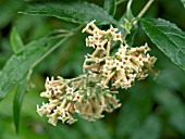 BUDDLEJA AURICULATA,  TENDER SHRUB