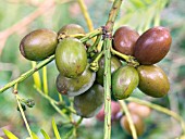 CEPHALOTAXUS HARRINGTONIA,  JAPANESE PLUM YEW