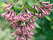 CESTRUM X CULTUM,  TENDER SHRUB