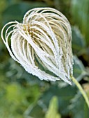 CLEMATIS TANGUTICA,  SEEDHEAD WITH FROST