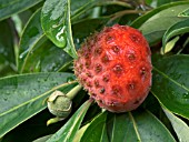 CORNUS KOUSA,  AUTUMN FRUITS,  DECIDUOUS TREE