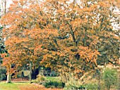 FAGUS ENGLERIANA,  ENGLER BEECH TREE,  AUTUMN COLOUR