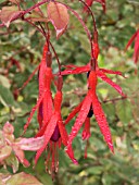 FUCHSIA MAGELLANICA VERSICOLOR