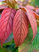 VIBURNUM PLICATUM TOMENTOSUM (JAPANESE SNOWBALL)