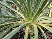 YUCCA FILAMENTOSA IN POT