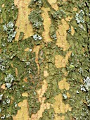 ZELKOVA CAPRINIFOLIA BARK