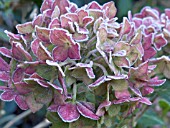 HYDRANGEA HORTENSIS,  FROST CRYSTALS