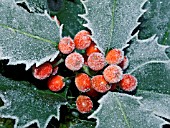 ILEX AQUIFOLIUM,  FROSTED HOLLY