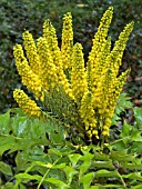 MAHONIA LOMARIIFOLIA