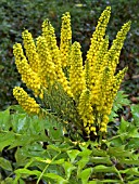 MAHONIA LOMARIIFOLIA