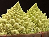 ROMANESCO CAULIFLOWER MINARET (BRASSICA OLERACEA BOTRYTIS)