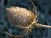 DIPSACUS FULLONUM,  TEASEL IN THE FROST