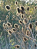 DIPSACUS FULLONUM,  TEASEL IN THE SUN