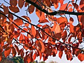 NYSSA SYLVATICA,  TUPELO,  AUTUMN COLOUR