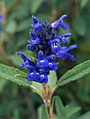 SALVIA CORRUGATA