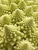 ROMANESCO CAULIFLOWER MINARET (BRASSICA OLERACEA BOTRYTIS)