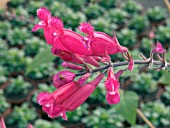 SALVIA INVOLUCRATA BETHELLII