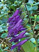 SALVIA PURPLE MAJESTY