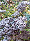 SEDUM SPECTABILE,  SEEDHEADS IN FROST