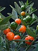 SOLANUM CAPSICASTRUM,  CHRISTMAS CHERRY,  WINTER POT PLANT