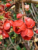 CHAENOMELES SPECIOSA BRILLIANT (FLOWERING QUINCE)