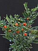 SOLANUM CAPSICASTRUM,  CHRISTMAS CHERRY,  WINTER POT PLANT